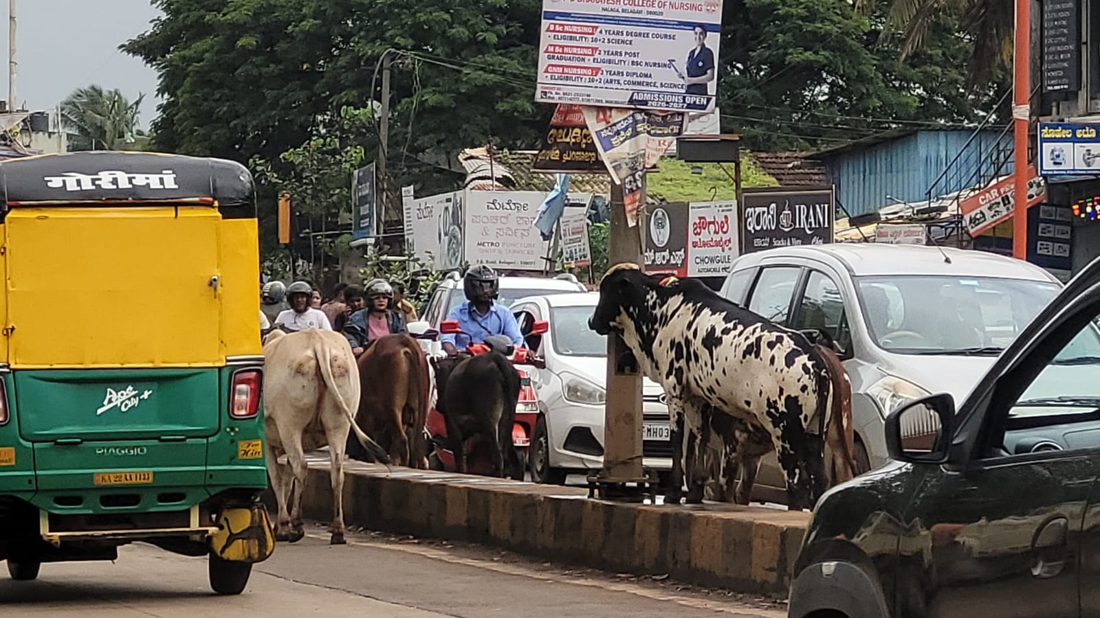 किला फोर्ट रोड पर आवारा जानवरों का हंगामा, ट्रैफिक जाम से वाहन सवार परेशान